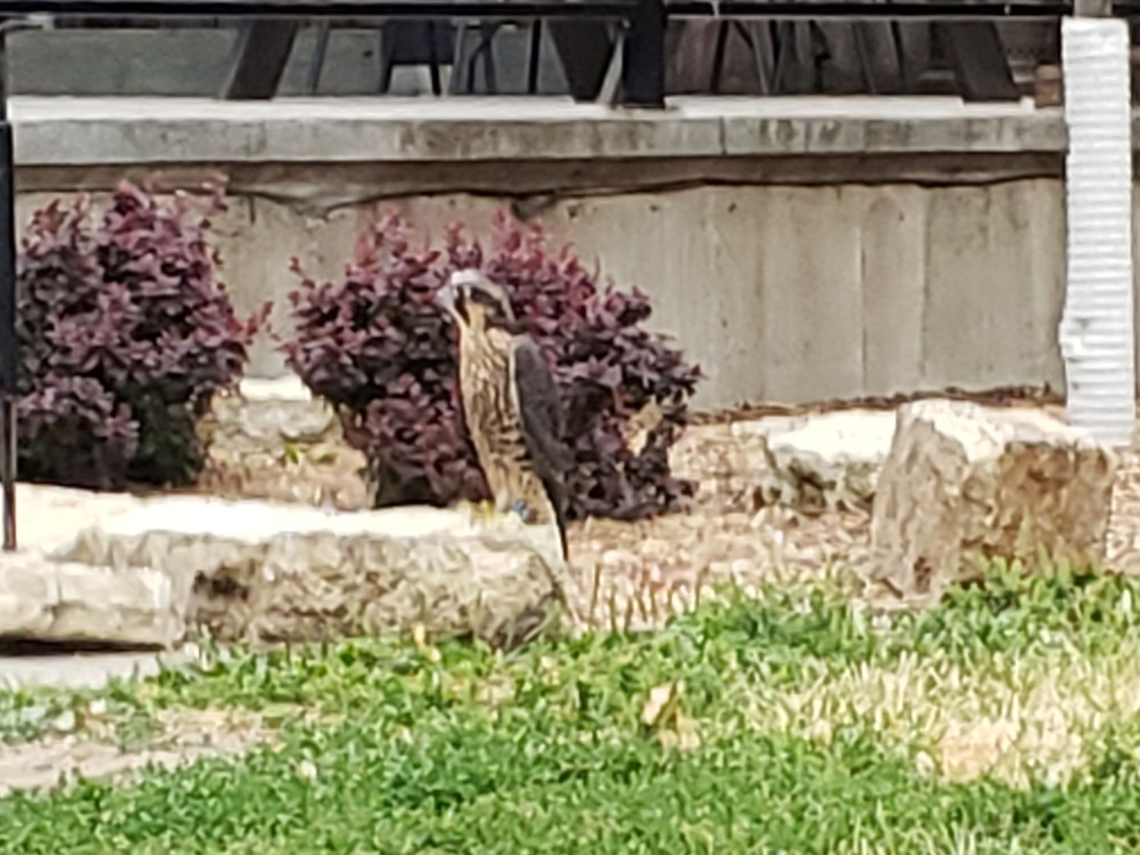 Perching peregrine